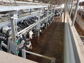 安樂福2019以色列奶牛高產探索之旅正式啟動 科技引領，共筑高效養殖新篇章